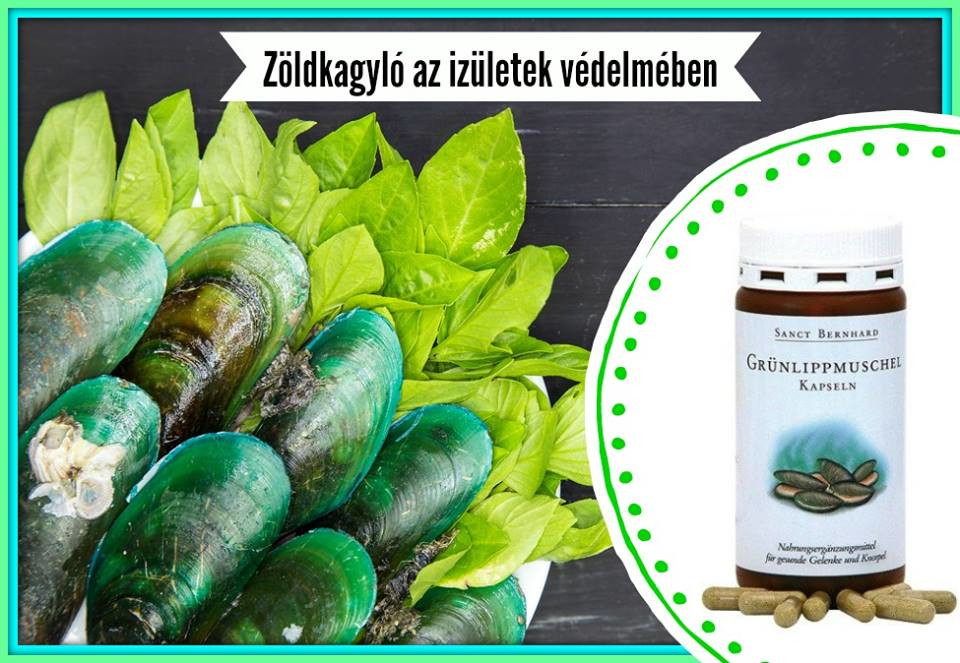 Zöldkagyló az ízületek védelmében Zöldkagyló az ízületek védelmében