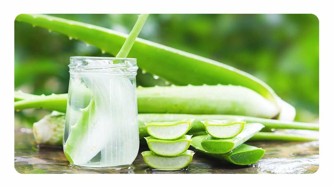 Aloe vera - Aloe Barbadensis Aloe vera - Aloe Barbadensis
