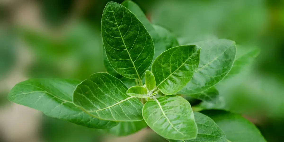 Ashwagandha (Téli cseresznye, álombogyó) Ashwagandha (Téli cseresznye, álombogyó)
