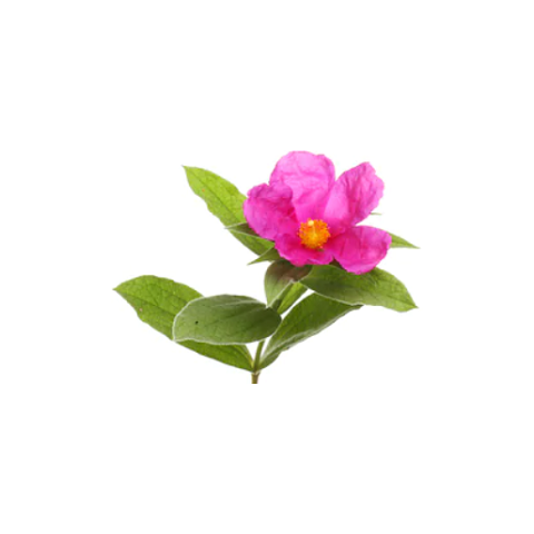 bodorrozsa bodorrozsa