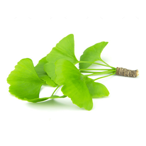Ginkgo Ginkgo