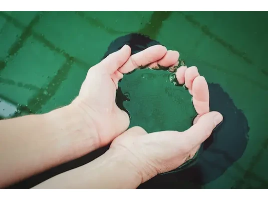 Spirulina Spirulina