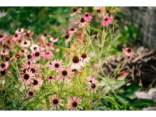 Echinacea Echinacea (bíbor kasvirág)