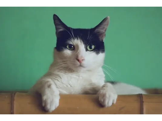 Őszi allergák és természetes kezelési lehetőségek Őszi allergák és természetes kezelési lehetőségek