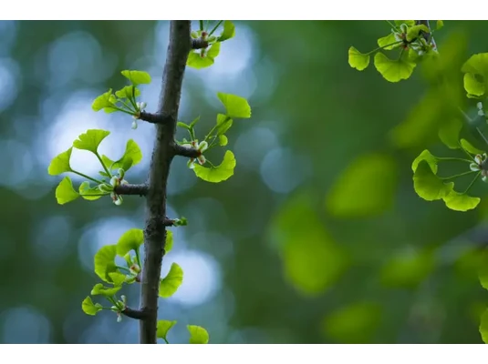 Ginkgo biloba Ginkgo biloba