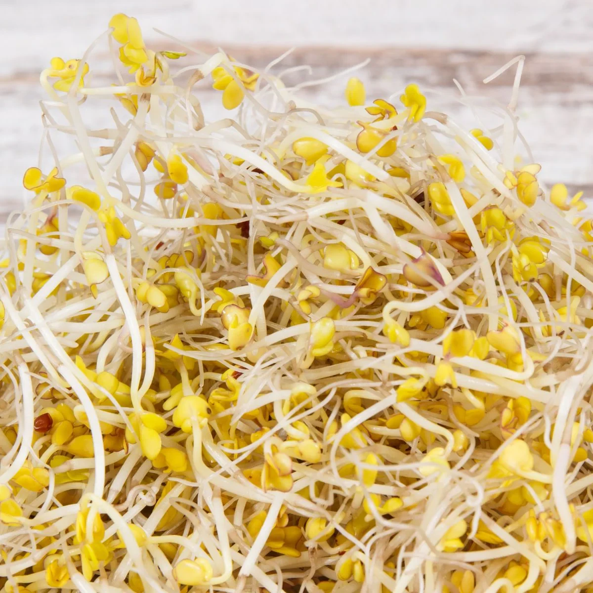 Legelde Brokkoli 150 g csíramag