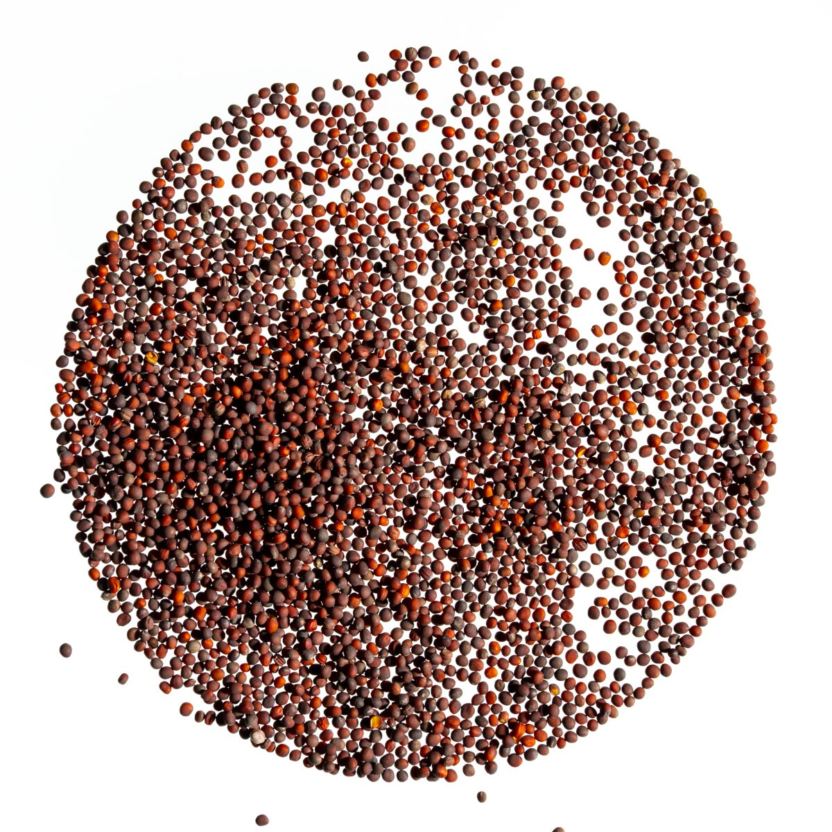 Legelde Brokkoli 150 g csíramag