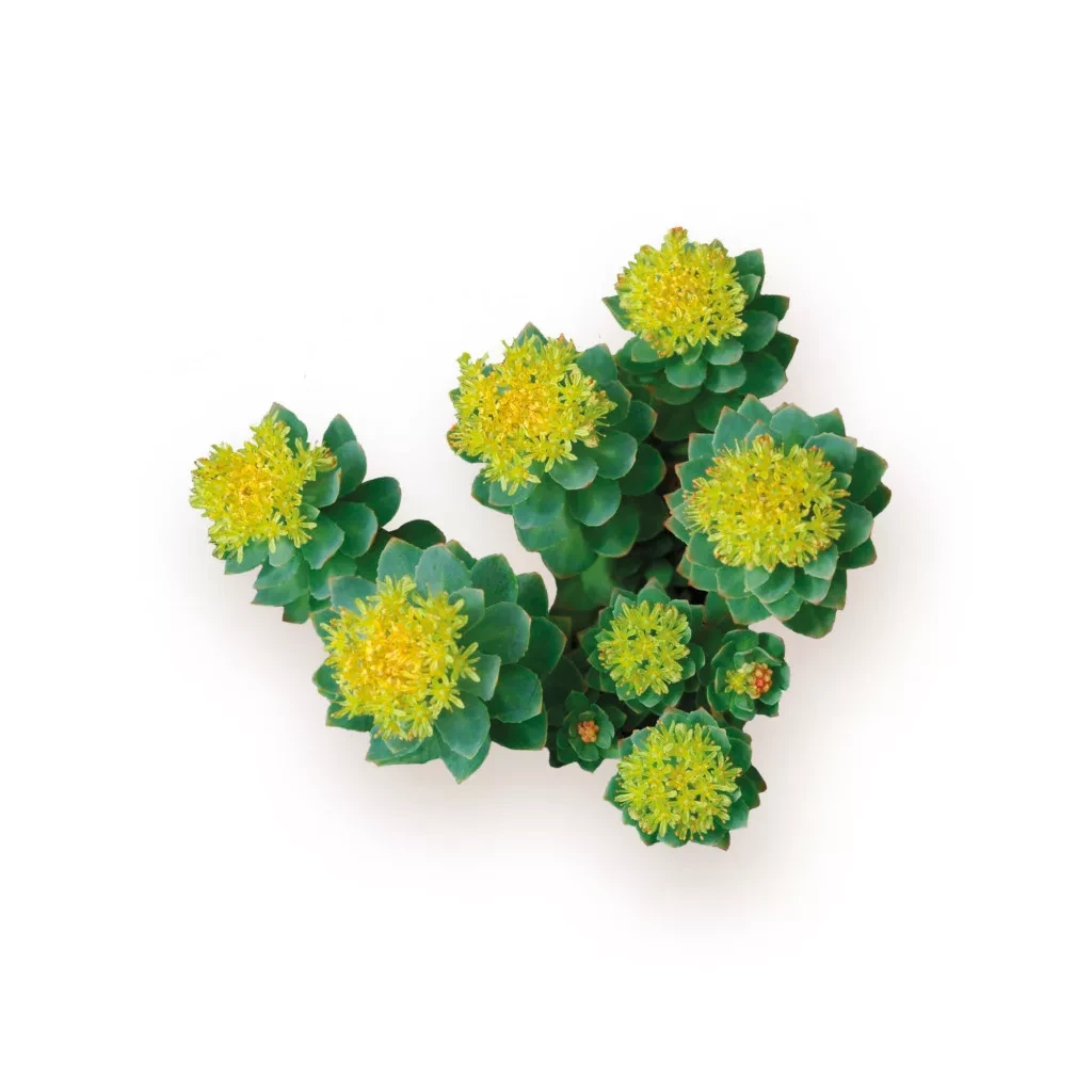 Caleido Rhodiola Rosea Kivonat Kapszula 60 db