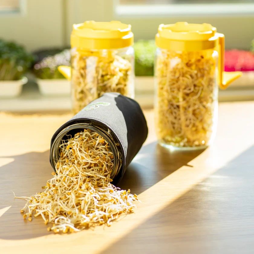 Legeldle Csírakuckó