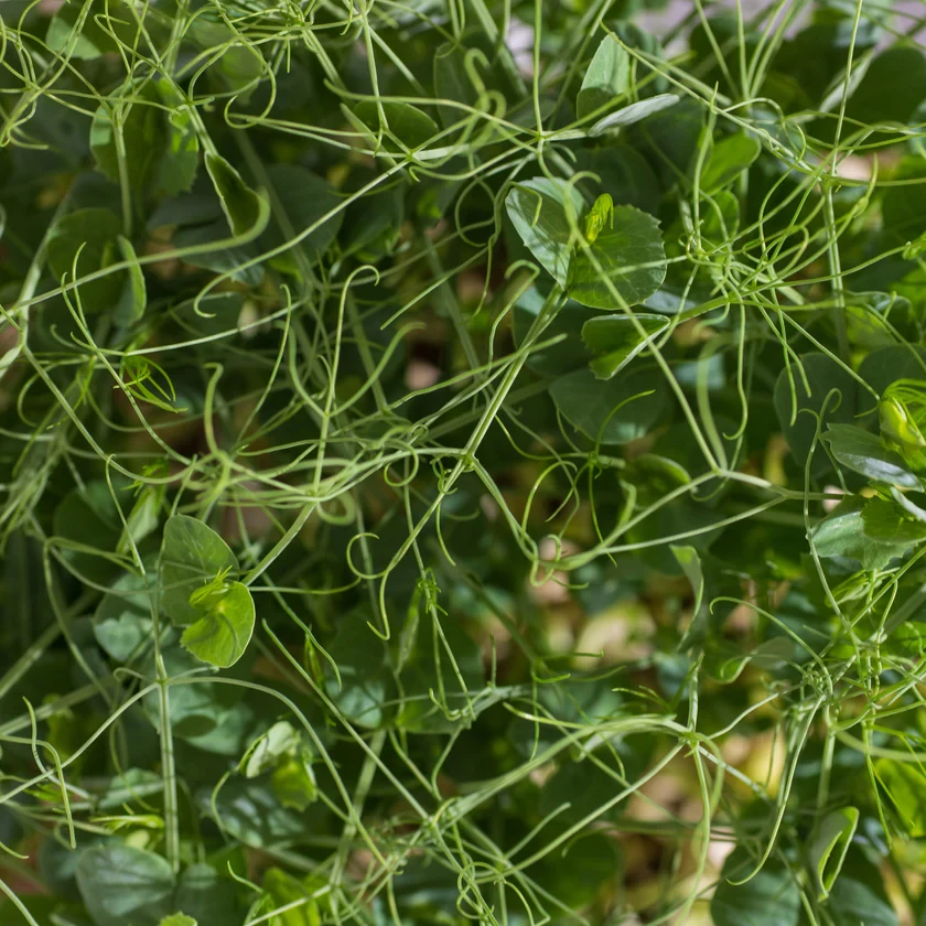 Legeldle Zöldborsó, Afila 100 g mikrozöld mag