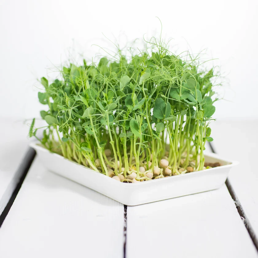 Legeldle Zöldborsó, Afila 100 g mikrozöld mag