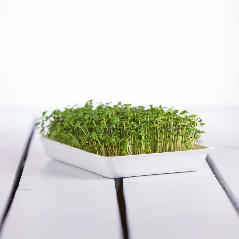 Legeldle Ázsia mix 50 g mikrozöld magkeverék