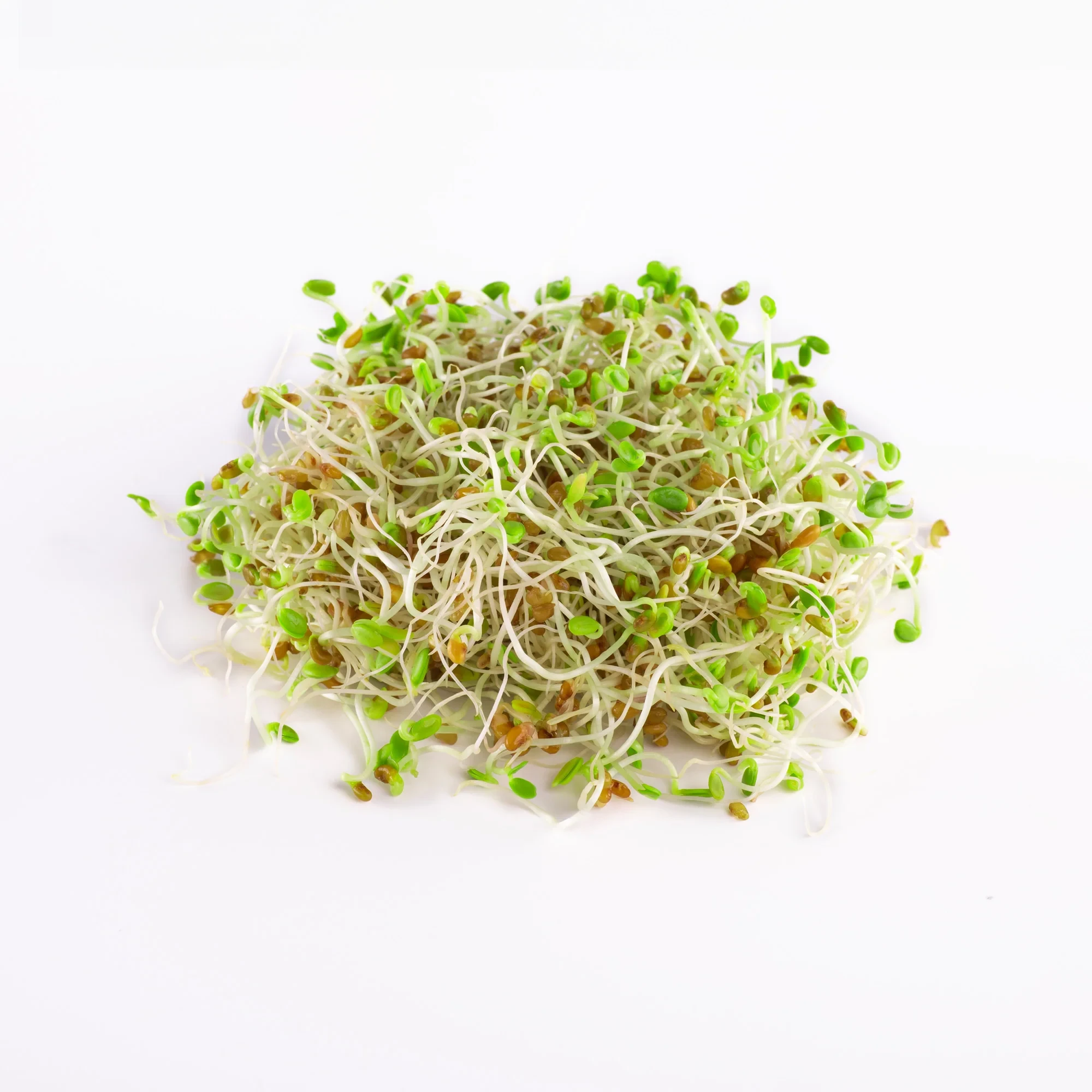 Legelde Bíborhere 150 g csíramag