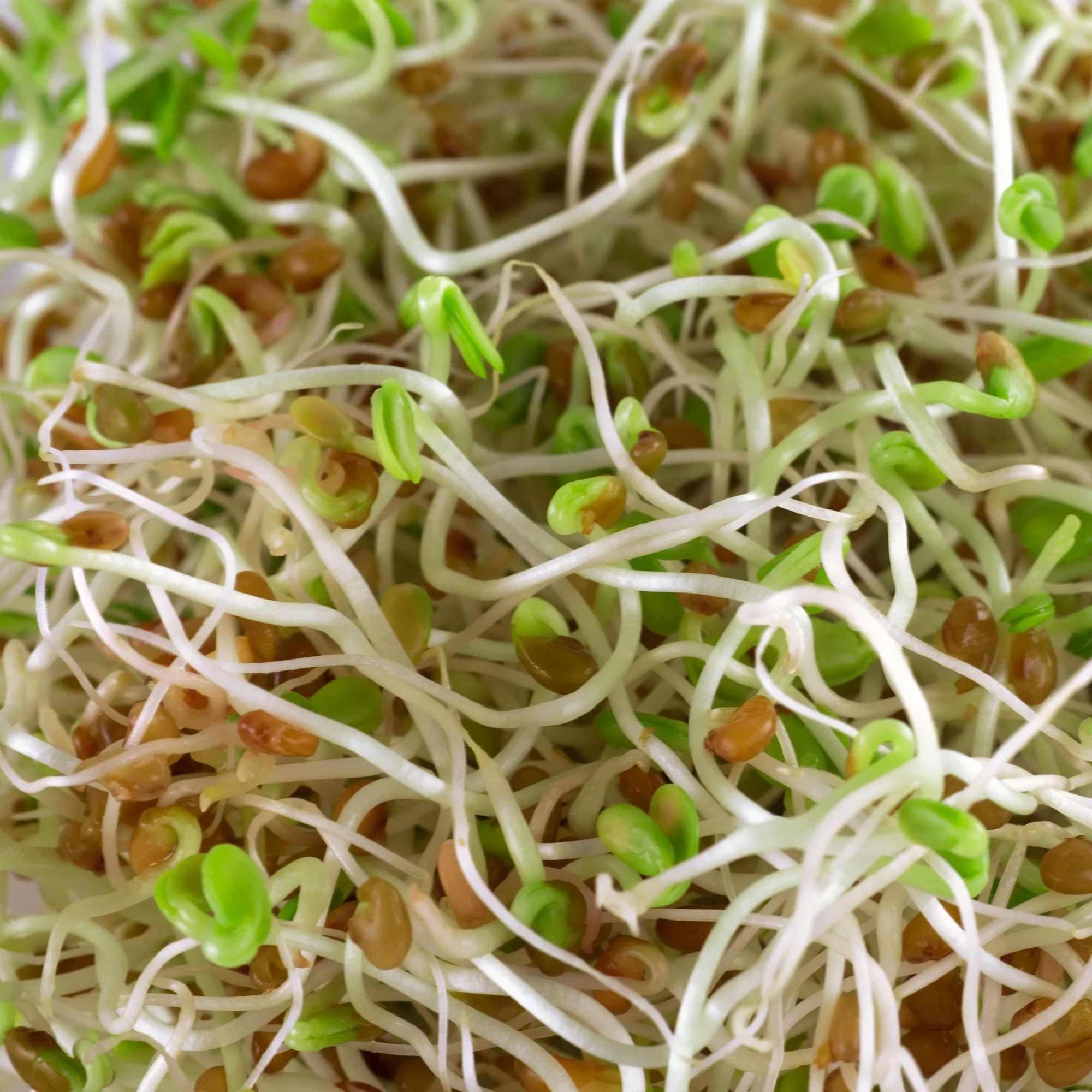 Legelde Bíborhere 150 g csíramag