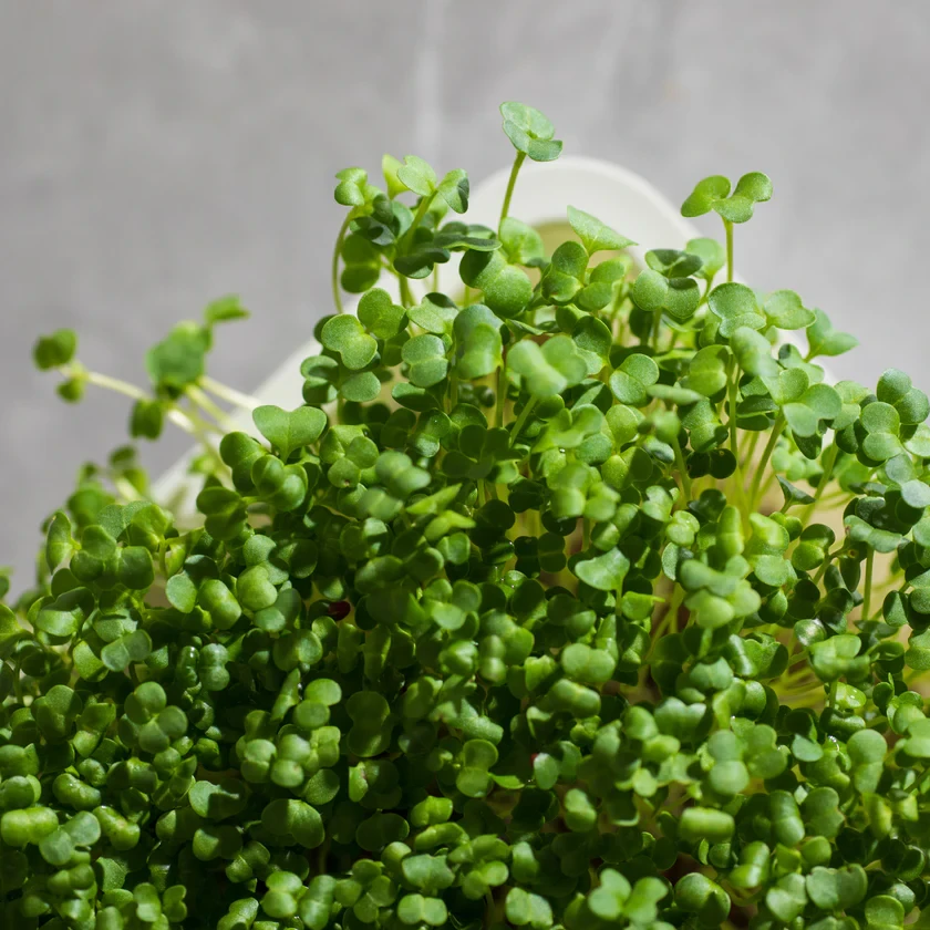 Legeldle Brokkoli, Raab 50 g mikrozöld mag