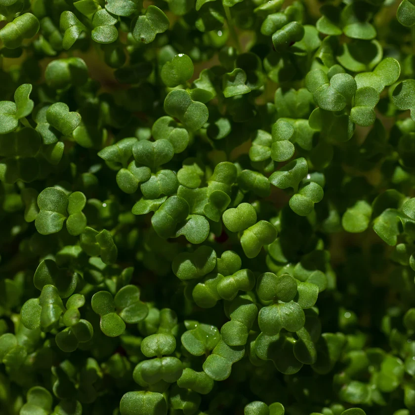 Legeldle Brokkoli, Raab 50 g mikrozöld mag