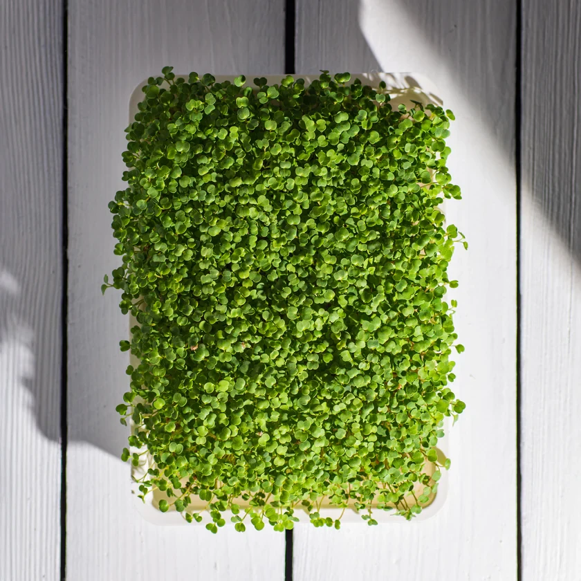 Legeldle Brokkoli, Raab 50 g mikrozöld mag