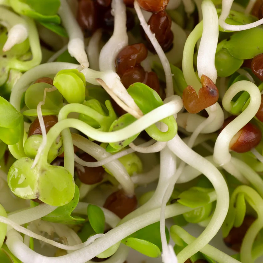 Legeldle Daikon Retek 150 g csíramag