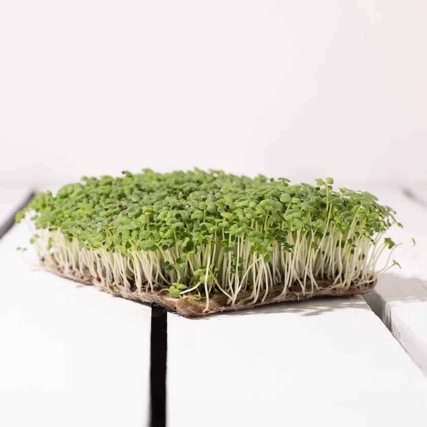 Legeldle Pak Choi 30 g mikrozöld mag