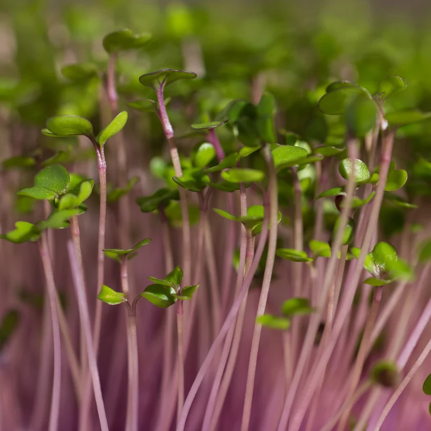 Legeldle Karalábé 30 g mikrozöld mag