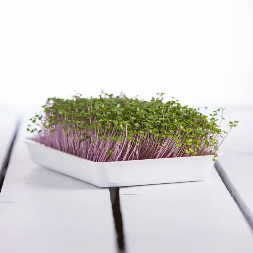 Legeldle Karalábé 30 g mikrozöld mag