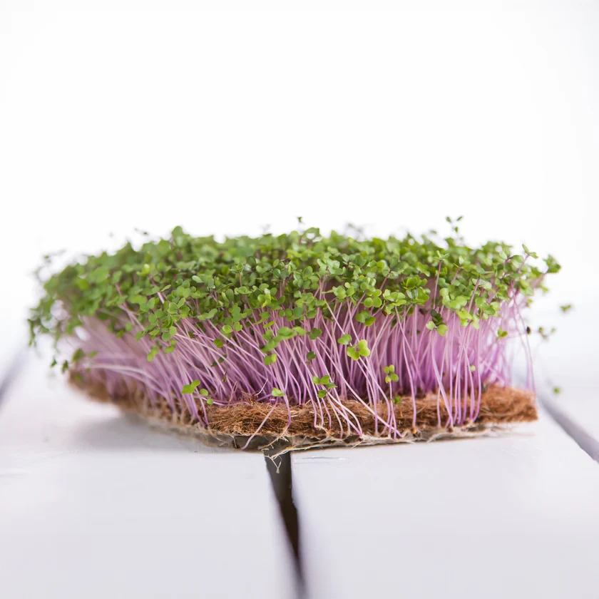 Legeldle Karalábé 30 g mikrozöld mag