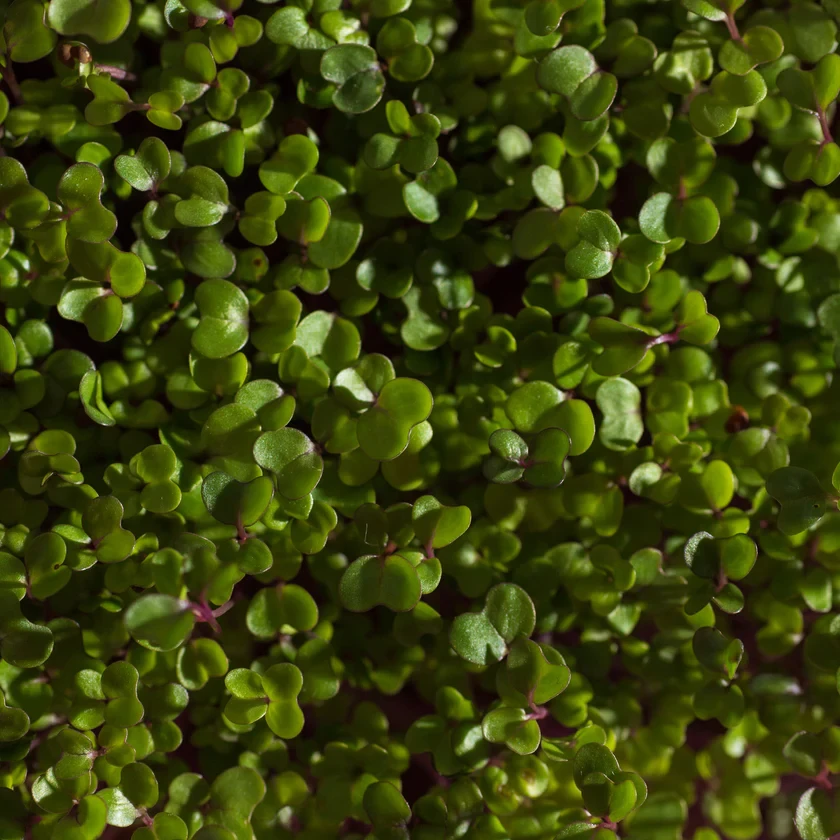 Legeldle Karalábé 30 g mikrozöld mag