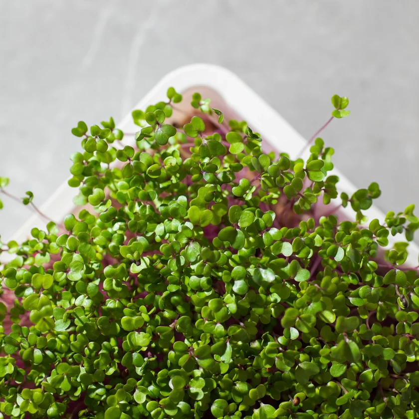 Legeldle Karalábé 30 g mikrozöld mag