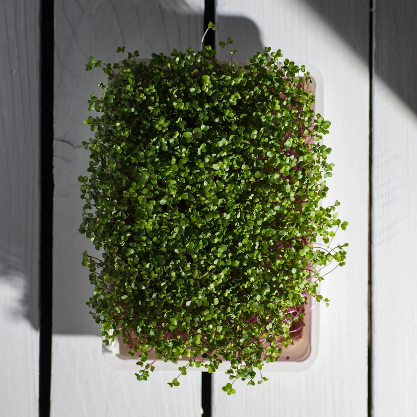 Legeldle Karalábé 30 g mikrozöld mag