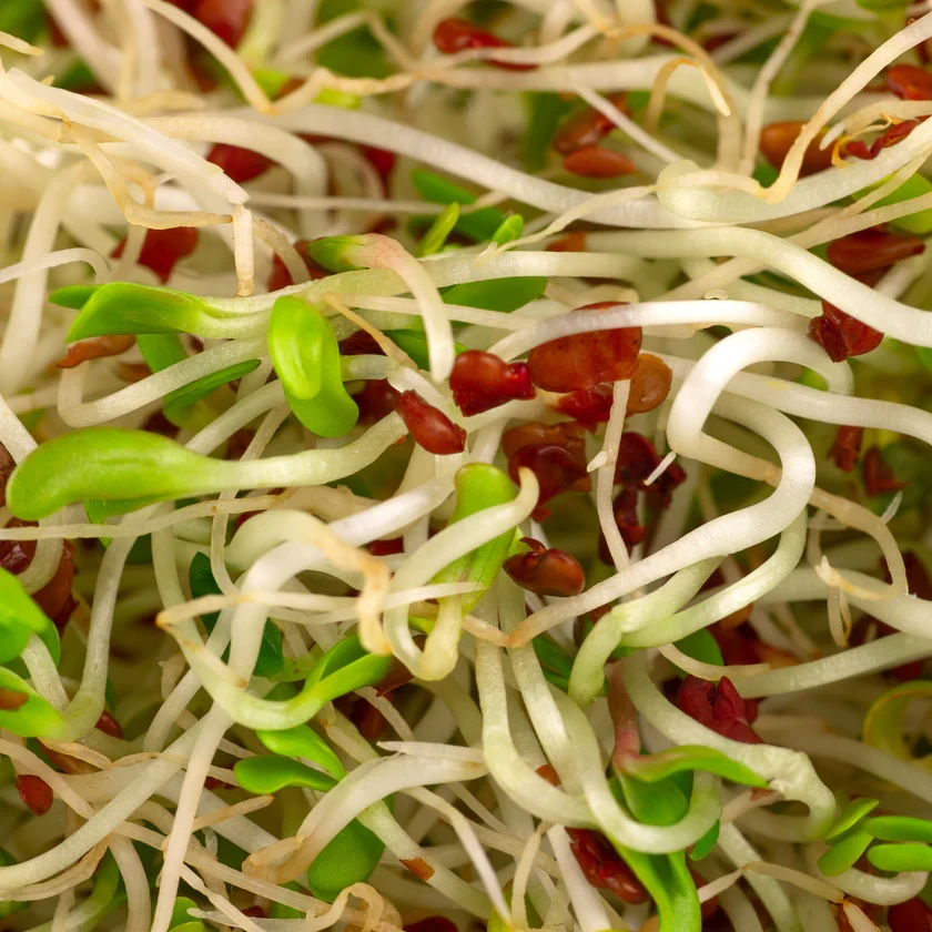 Legeldle Lucerna 150 g csíramag