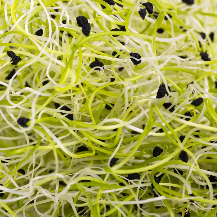 Legeldle Póréhagyma 50 g csíramag