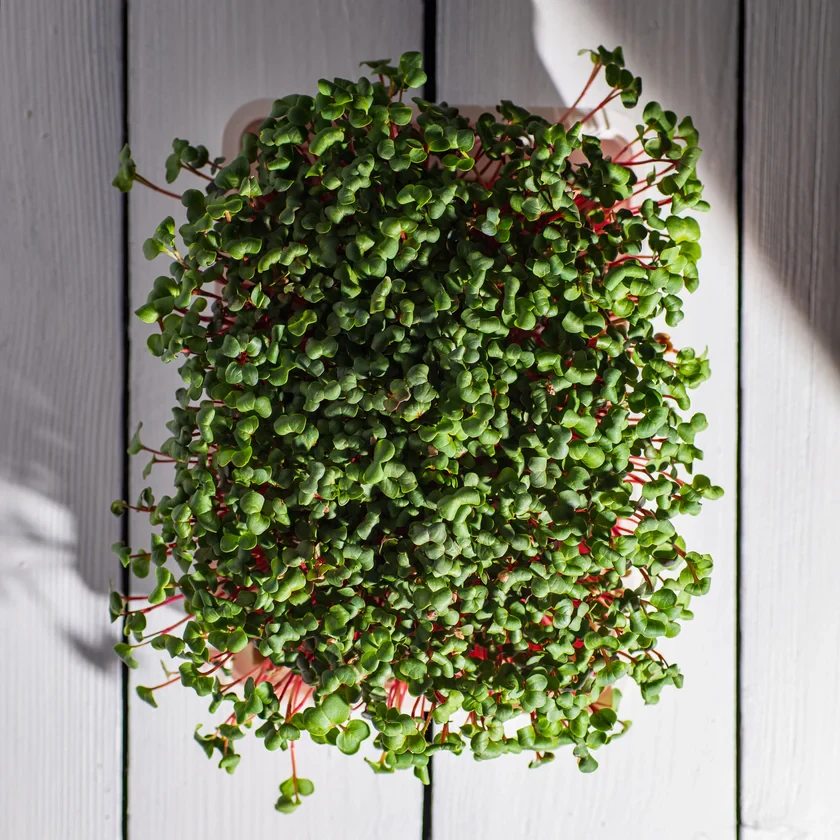 Legeldle Retek, Red Coral 100 g mikrozöld mag