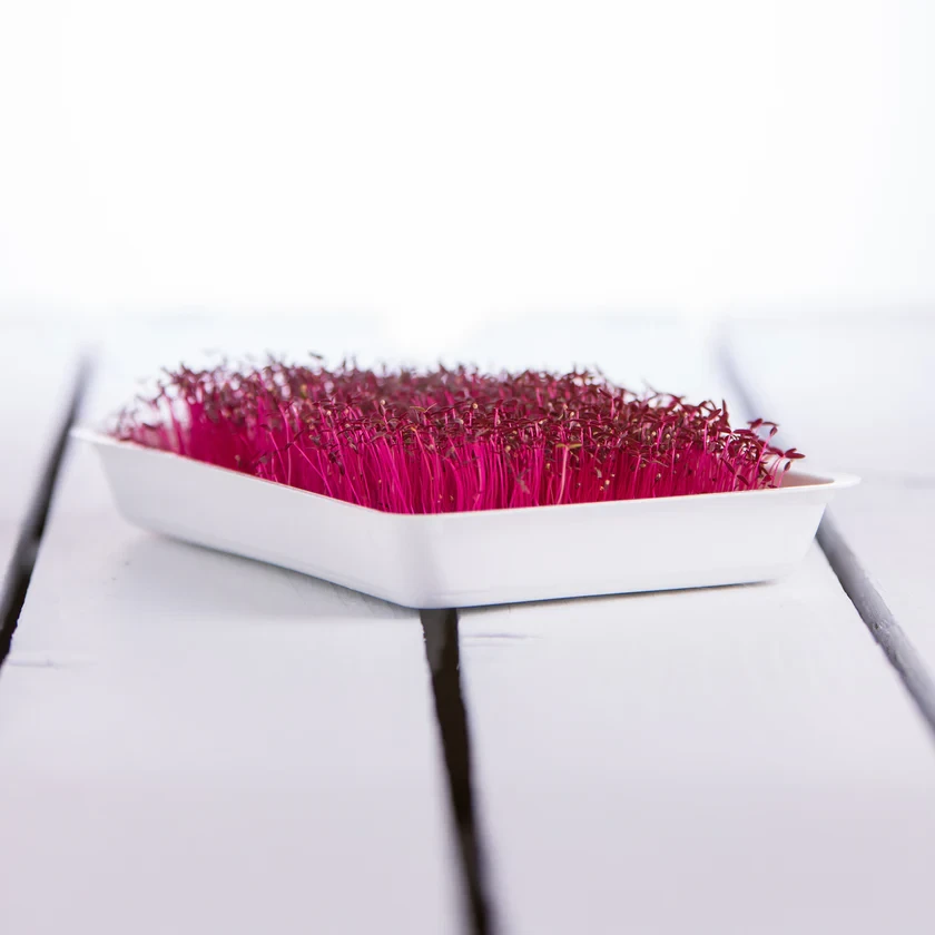 Legeldle Amaránt, Red Garnet 30 g mikrozöld mag