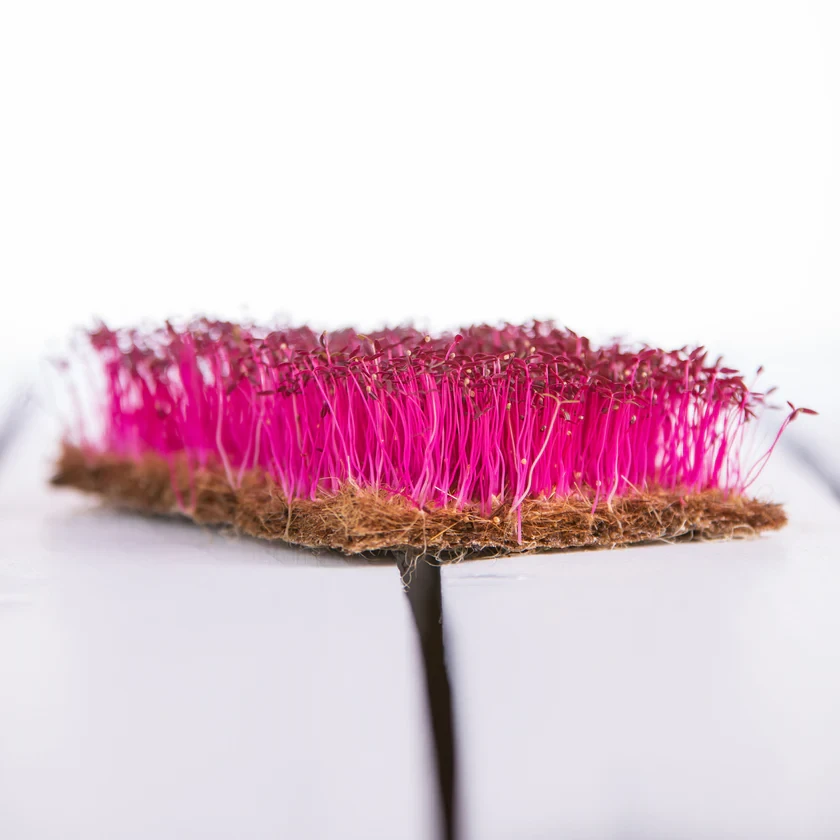 Legeldle Amaránt, Red Garnet 30 g mikrozöld mag