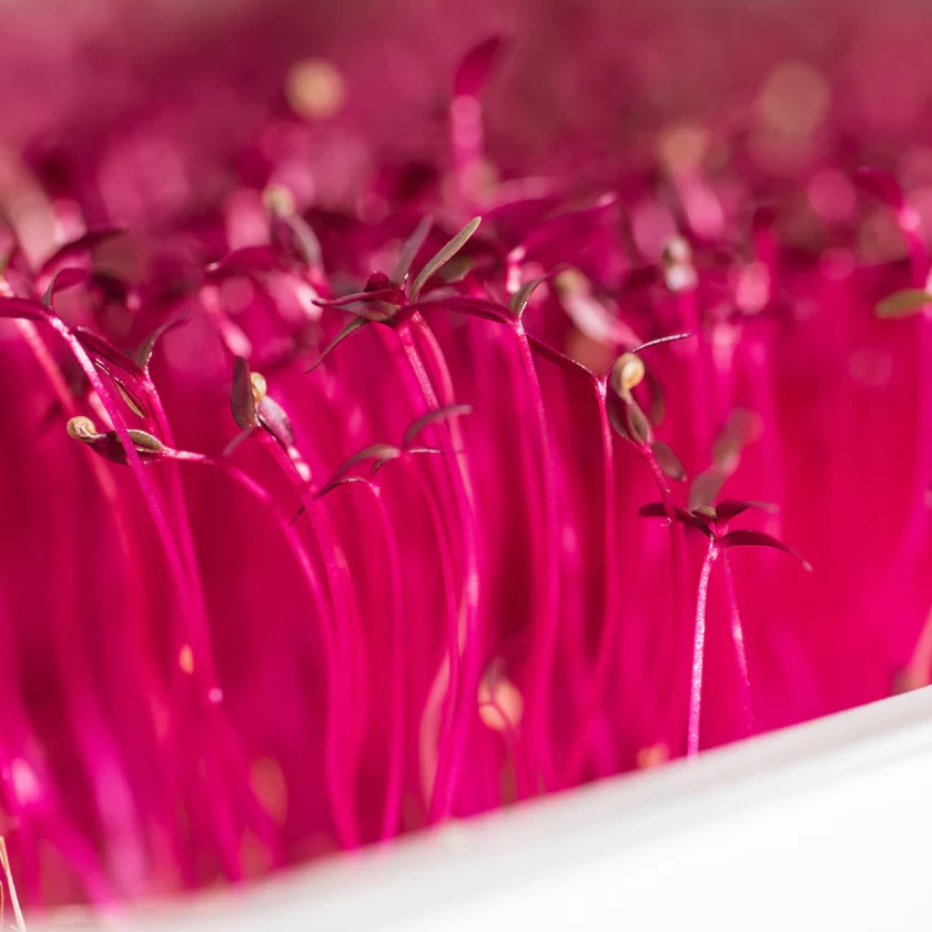 Legeldle Amaránt, Red Garnet 30 g mikrozöld mag