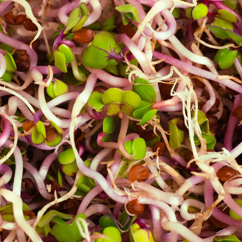 Legeldle China Rose Retek 150 g csíramag