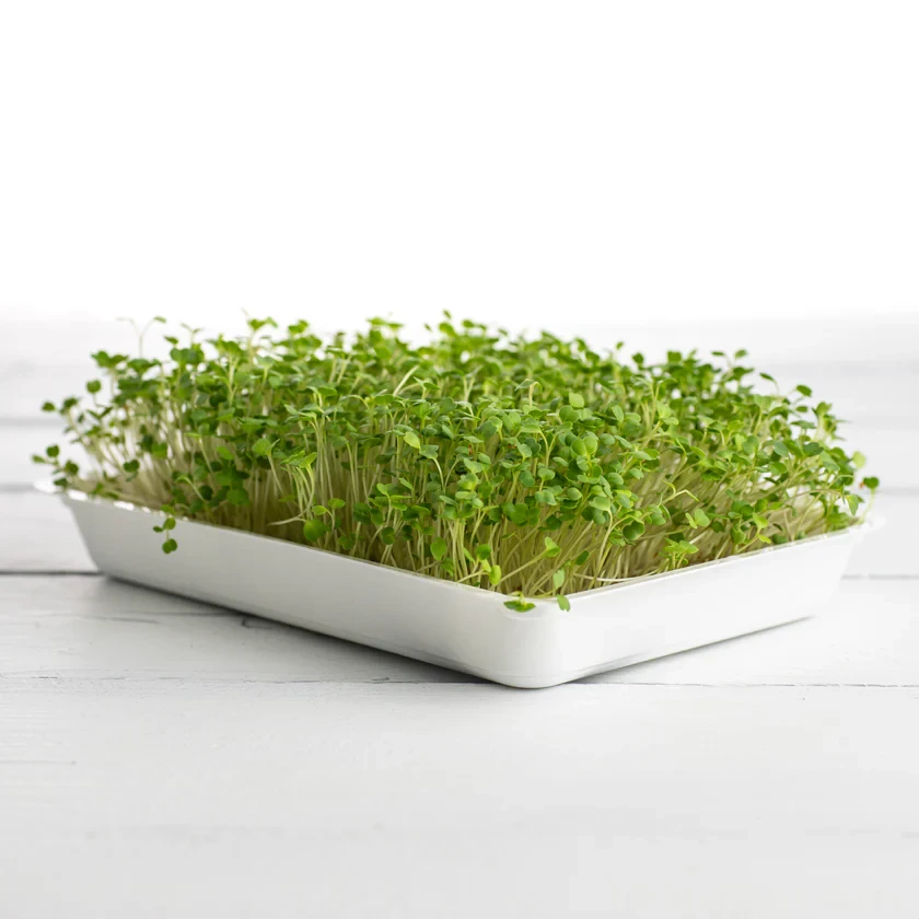 Legeldle Rukkola, Runway 50 g mikrozöld mag