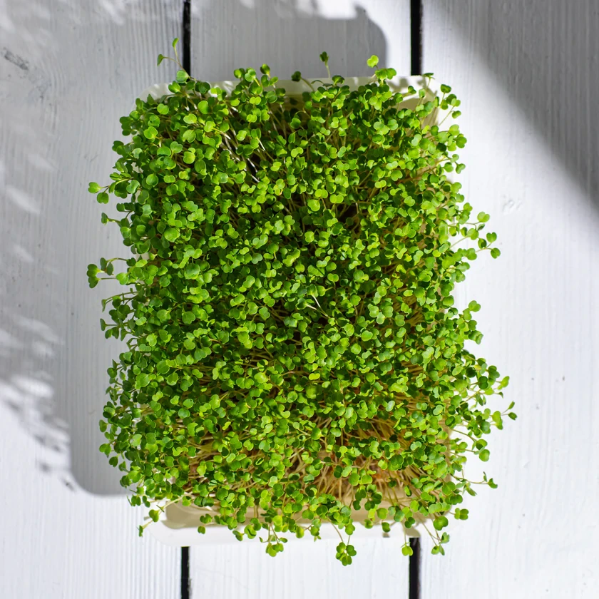 Legeldle Rukkola, Runway 50 g mikrozöld mag