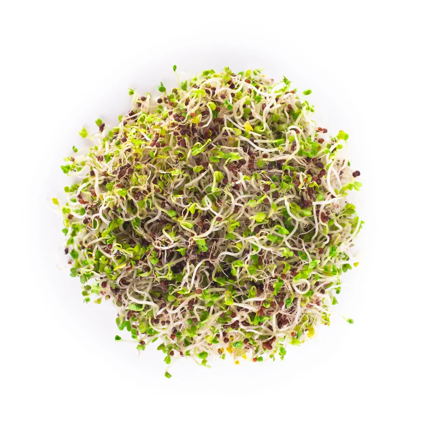 Legeldle Vajrépa 150 g csíramag