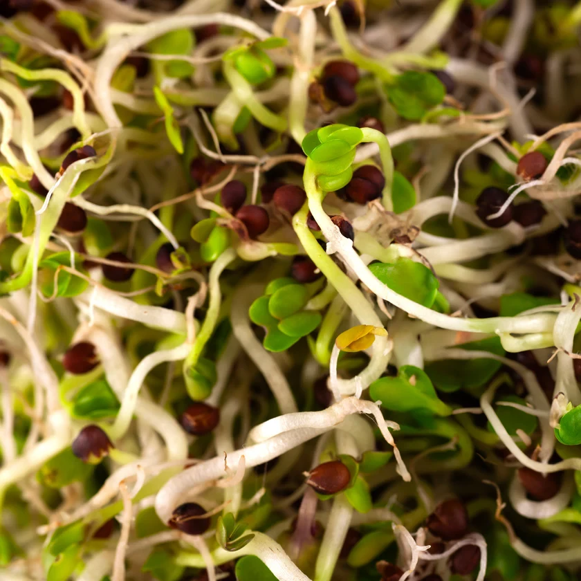 Legeldle Vajrépa 150 g csíramag