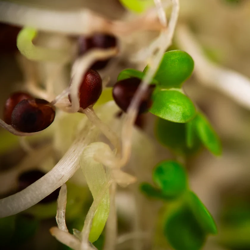 Legeldle Vajrépa 150 g csíramag