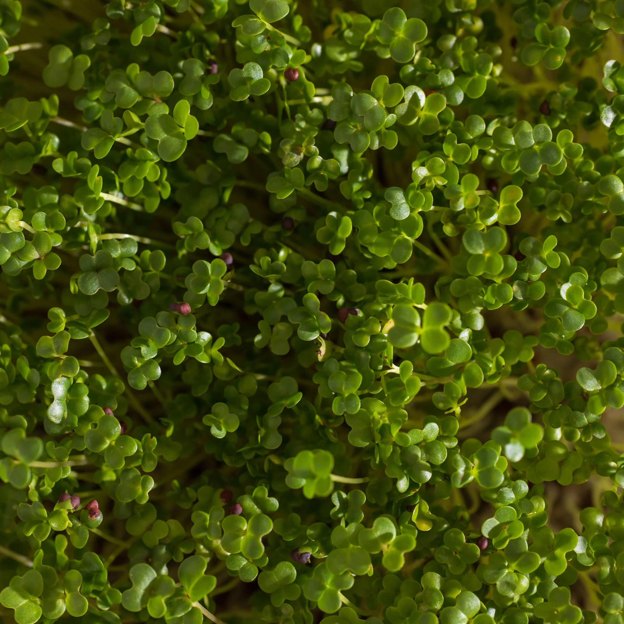 Legelde Vajrépa 50 g mikrozöld mag