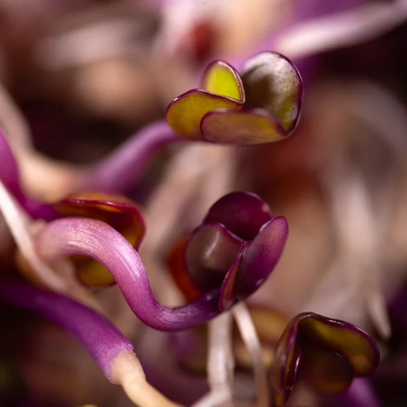 Legeldle Vöröskáposzta 100 g csíramag