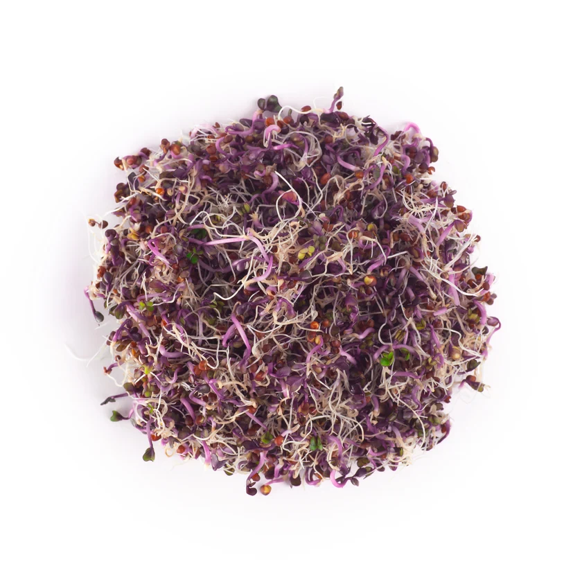 Legeldle Vöröskáposzta 100 g csíramag