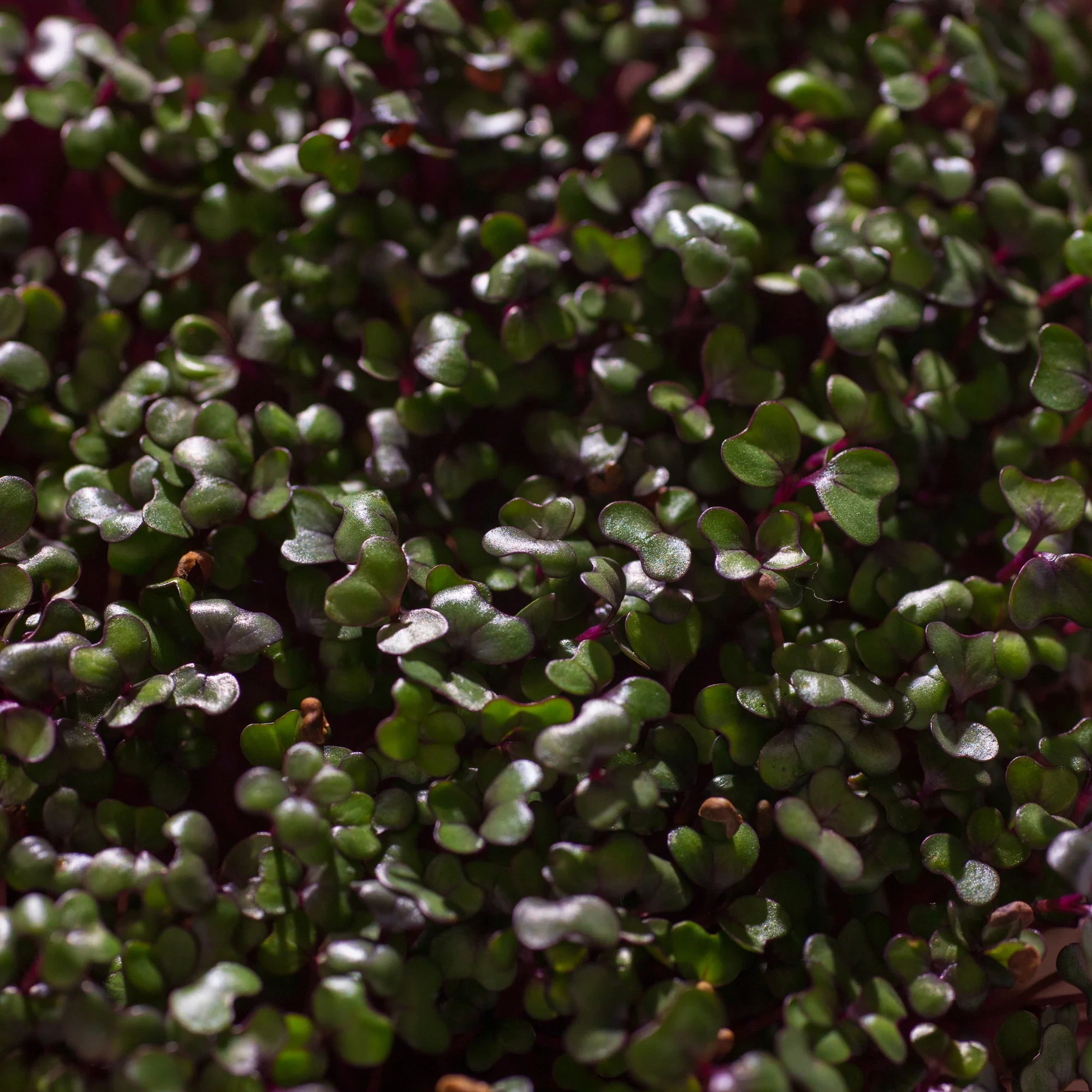 Legeldle Vöröskáposzta 30 g mikrozöld mag