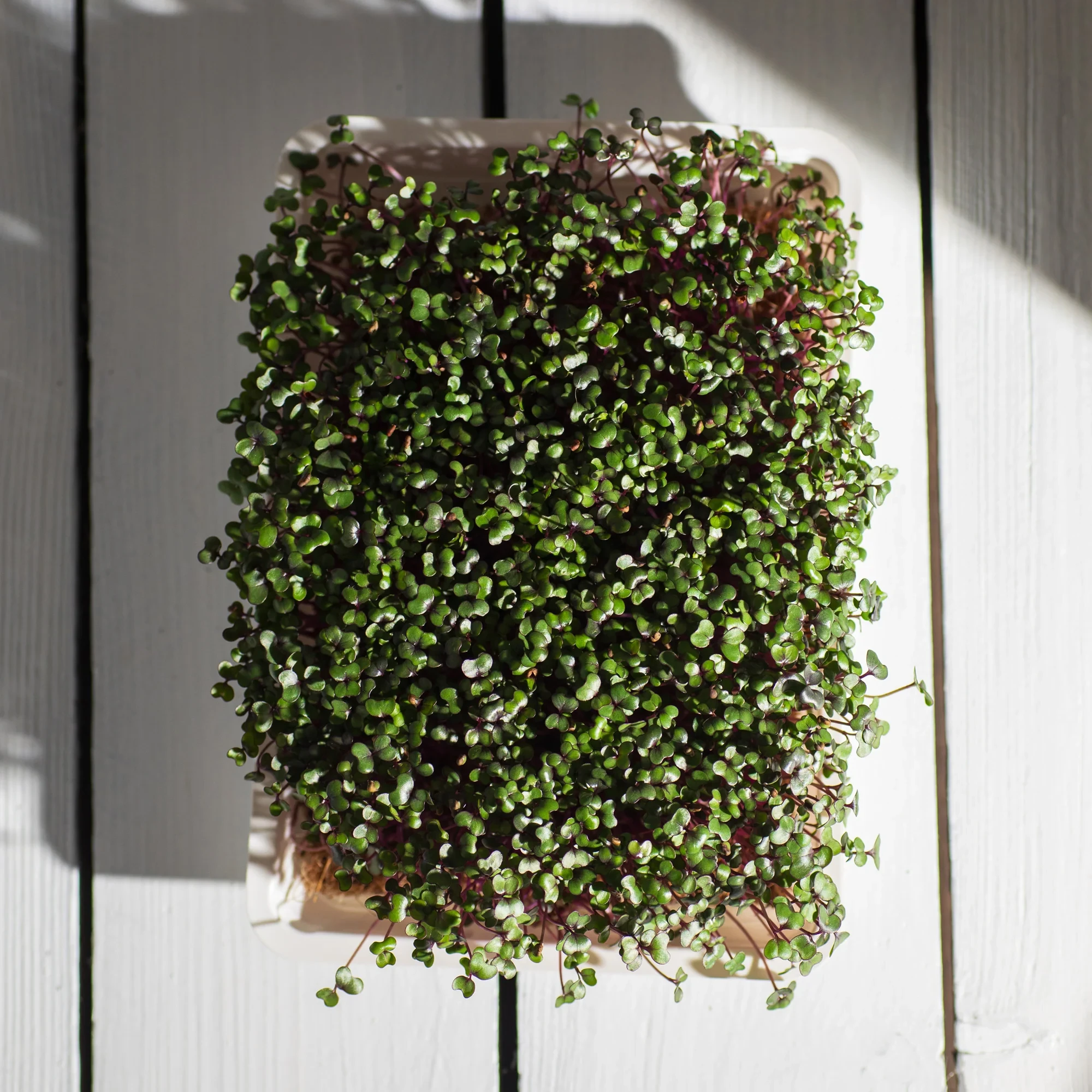 Legeldle Vöröskáposzta 30 g mikrozöld mag