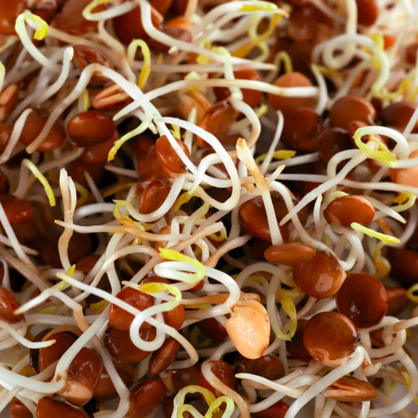 Legeldle Vöröslencse 200 g csíramag