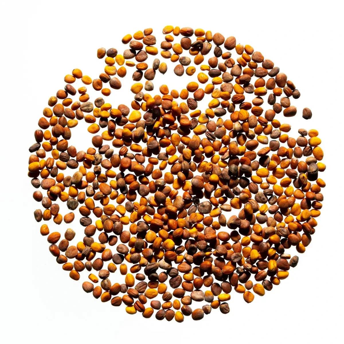 Legelde Retek Fusion 150 g csíramagkeverék