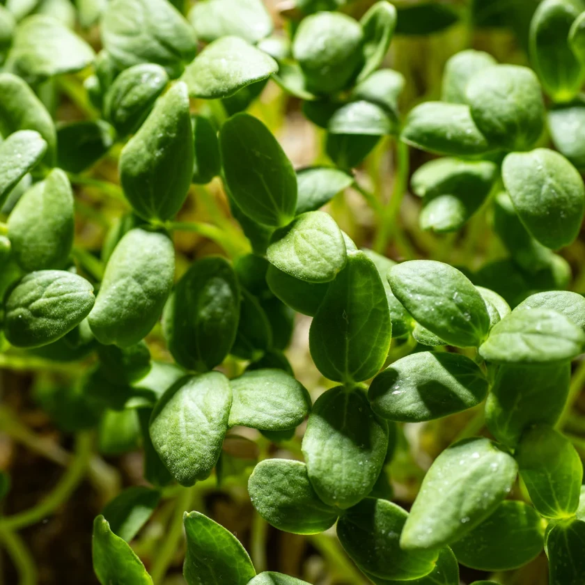 Legeldle Sárgadinnye, Hale's Best 30 g mikrozöld mag