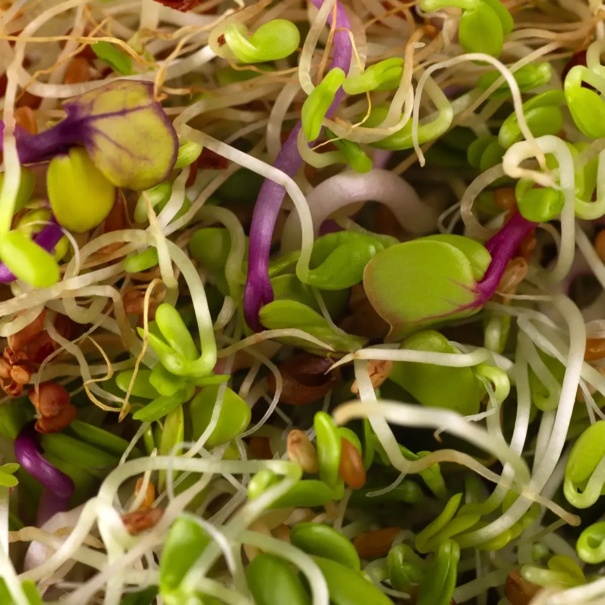 Legelde Szendvics Mix 500 g csíramagkeverék